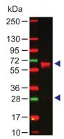 Anti-Human IgA (-chain specific) antibody produced in rabbit SAB3701232-2MG