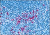 Anti-Human IgG (-chain specific), F(ab)2 fragmentAlkaline Phosphatase antibody produced in goat 