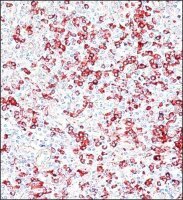 Anti-Human IgG (-chain specific)Peroxidase antibody produced in goat A8419-2ML