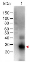 Anti-Human IgG (Fc specific), F(ab)2 fragment, highly cross adsorbed-Biotin antibody produced in goat SAB3701268-1MG