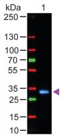 Anti-Human IgG (Fc specific), F(ab)2 fragment, highly cross adsorbed-Fluorescein antibody produced in goat SAB3701269-1MG