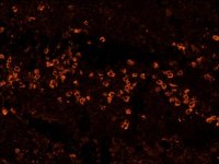 Anti-Human IgG (Fc specific)Biotin antibody, Mouse monoclonal 