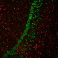 Anti-Human IgG (H+L), highly cross-adsorbed, CF�680 antibody produced in donkey SAB4600360-125UL