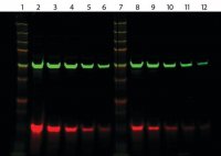 Anti-Human IgG (H+L), highly cross-adsorbed, CF�770 antibody produced in goat SAB4600379-125UL