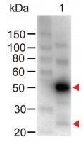 Anti-Human IgG (H+L)-Peroxidase antibody produced in chicken SAB3701360-1MG