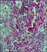 Anti-Human IgG (whole molecule)Alkaline Phosphatase antibody produced in goat A1543-1ML