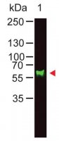Anti-Monkey IgA (-chain specific) antibody produced in goat SAB3700757-1MG