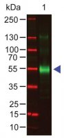 Anti-Monkey IgG (-chain specific) antibody produced in goat SAB3700764-1MG