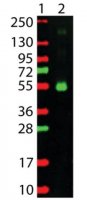 Anti-Monkey IgG (-chain specific)-Rhodamine antibody produced in goat SAB3700763-1MG