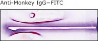 Anti-Monkey IgG (whole molecule)FITC antibody produced in rabbit 