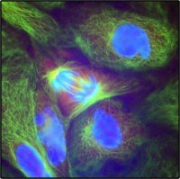 Anti-Mouse IgG (Fab specific) F(ab)2 fragment�FITC antibody produced in goat 