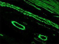 Anti-Mouse IgG (Fab specific)FITC antibody produced in goat