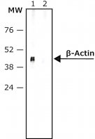 Anti-Mouse IgG (Fab specific)�Biotin antibody produced in goat 