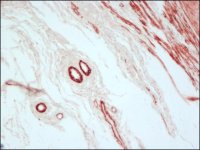 Anti-Mouse IgG (Fab specific)�Peroxidase antibody produced in goat A9917-1ML