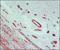 Anti-Mouse IgG (Fab specific)�Peroxidase antibody produced in goat A3682-1ML