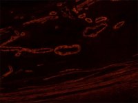 Anti-Mouse IgG (Fab specific)�TRITC antibody produced in goat T7782-1ML
