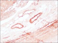 Anti-Mouse IgG (Fc specific)�Peroxidase antibody produced in goat A0168-1ML