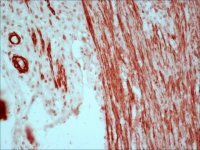 Anti-Mouse IgG (Fc specific)�Peroxidase antibody produced in goat A2554-1ML