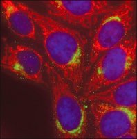 Anti-Mouse IgG (H+L), CF� 568 antibody produced in goat 