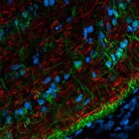 Anti-Mouse IgG (H+L), CF� 568 antibody produced in goat 