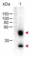 Anti-Mouse IgG (H+L)-Peroxidase antibody produced in sheep SAB3701095-2MG