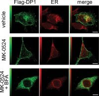 Anti-Mouse IgG (whole molecule)Alkaline Phosphatase antibody produced in goat 