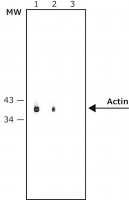 Anti-Mouse IgG (whole molecule)Alkaline Phosphatase antibody produced in rabbit 