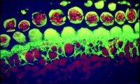 Anti-Mouse IgG (whole molecule)Biotin antibody produced in goat 