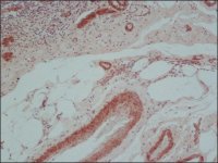 Anti-Mouse IgG (whole molecule)Biotin antibody produced in rabbit 