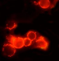 Anti-Mouse IgG (whole molecule)TRITC antibody produced in rabbit T2402-2ML