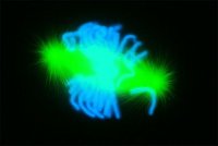 Anti-Mouse IgG (whole molecule)�FITC antibody produced in goat 