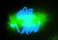 Anti-Mouse IgG (whole molecule)�FITC antibody produced in goat 