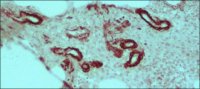 Anti-Mouse IgG (whole molecule)�Peroxidase antibody produced in rabbit 