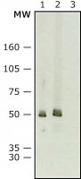 Anti-Mouse IgG (whole molecule)�Peroxidase antibody produced in rabbit 