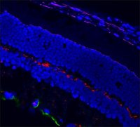 Anti-Mouse IgG1 (1), CF�568 antibody produced in goat SAB4600313-50UL