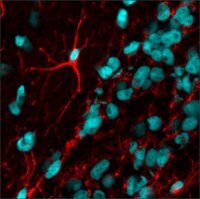 Anti-Mouse IgG2a (2a), CF�594 antibody produced in goat SAB4600328-125UL