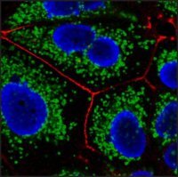 Anti-Mouse IgG2b (2b), CF�647 antibody produced in goat SAB4600357-50UL