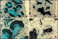 Anti-Mouse IgM (-chain specific)�Biotin antibody produced in goat 