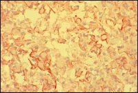 Anti-Mouse IgM (-chain specific)�Peroxidase antibody produced in goat 