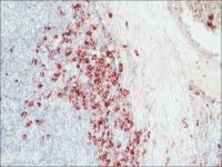 Anti-Rabbit IgG (-chain specific)Biotin antibody, Mouse monoclonal 