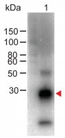 Anti-Rabbit IgG (Fc specific), F(ab)2 fragment-Biotin antibody produced in goat SAB3700872-500UG