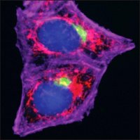 Anti-Rabbit IgG (H+L), CF� 555 antibody produced in goat 