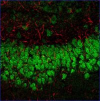 Anti-Rabbit IgG (H+L), F(ab)2 fragment, CF�633 antibody produced in goat SAB4600404-50UL