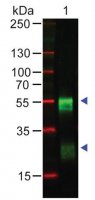 Anti-Rabbit IgG (H+L), highly cross adsorbed antibody produced in goat SAB3700875-1MG