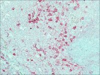 Anti-Rabbit IgG (whole molecule)�Alkaline Phosphatase antibody produced in goat A0418-1ML