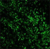 Anti-Rabbit IgG (whole molecule)�Biotin antibody produced in goat 