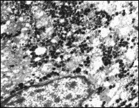 Anti-Rabbit IgG (whole molecule)�Gold antibody produced in goat 
