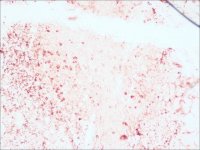 Anti-Rabbit IgG (whole molecule)�Peroxidase antibody produced in goat A0545-1ML