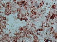 Anti-Rabbit IgG (whole molecule)�Peroxidase antibody produced in goat A9169-2ML