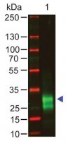 Anti-Rabbit IgG F(ab)2, F(ab)2 fragment, highly cross absorbed antibody produced in goat SAB3700840-500UG